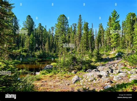 Taiga Landscape In Small Lake In June Afternoon Nature Park Ergaki