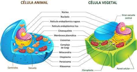 Cuadros Sinópticos Sobre Células Vegetales Y Animales Cuadro Comparativo