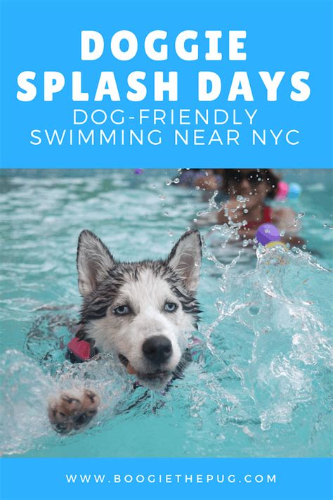 Check spelling or type a new query. Doggie Splash Days: Dog-Friendly Swimming Near NYC ...