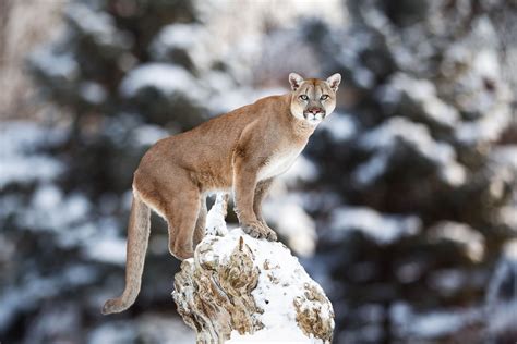 Mountain Lion Facts Puma Concolor