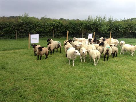Why Every Sheep Farmer Should Go To Teagascs Better Sheep Farm Walks