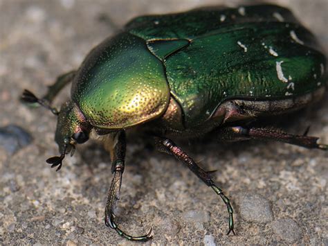 Big Metallic Green Beetle Alistair Flickr