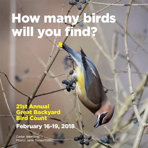 Get Out And Count The Great Backyard Bird Count Of 2018