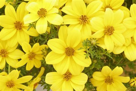 Bidens ferulifolia is native to mexico. Bidens ferulifolia Mexican Gold | Lucas Greenhouses