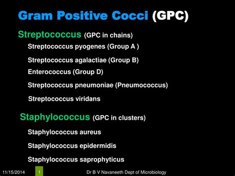 Ppt Gram Positive Cocci Gpc Powerpoint Presentation Free Download