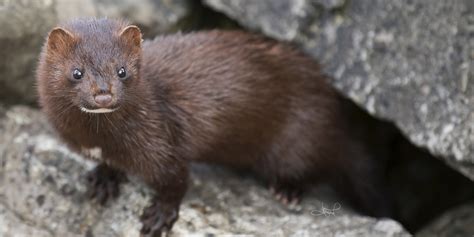 Statistics for canada and usa are 7 million animals (pelts) and valued at 350 million dollars a year. Mink - Mink (singer) - JapaneseClass.jp