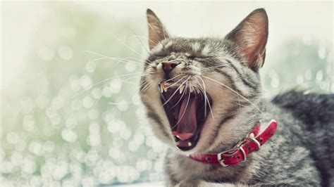 Cat Yawning Hd Desktop Wallpapers 4k Hd