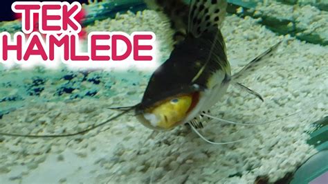 Bu Canavar Nasil Beslenİyor Akvaryum Balıkları Youtube