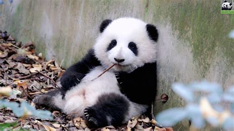 🌸 Panda Hehua Is Too Cute To Be Real 熊猫宝宝和花可爱到不像是真的 大熊猫和花 Adorable