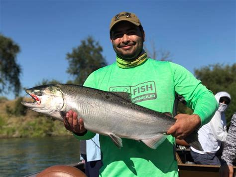 Feather River King Salmon Fishing Feisty Fish Guide Service