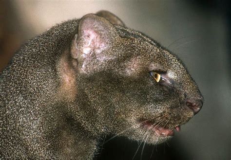 Jaguarundi Profile Wild Cats Wild Cat Species Cat Species