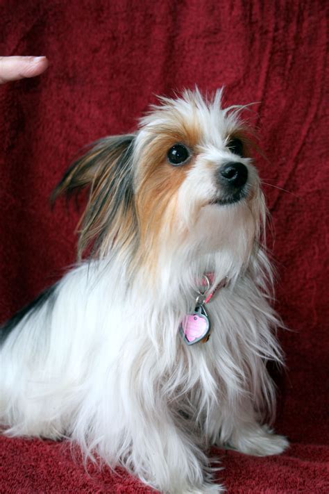 A Small White And Brown Dog Sitting On Top Of A Red Couch Next To A