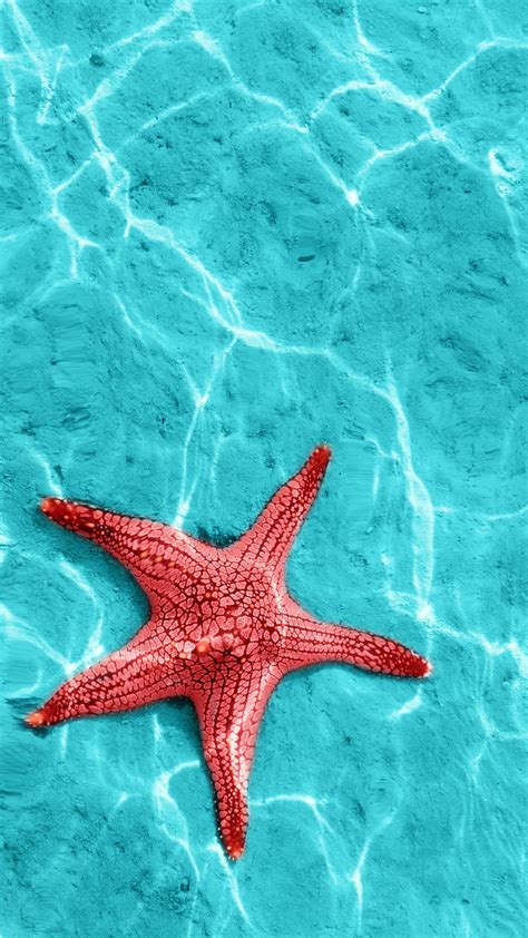 Starfish Fish Nature Red Sea Star Water Hd Phone Wallpaper Peakpx