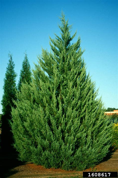 Eastern Redcedar Juniperus Virginiana Pinales Cupressaceae 1608617