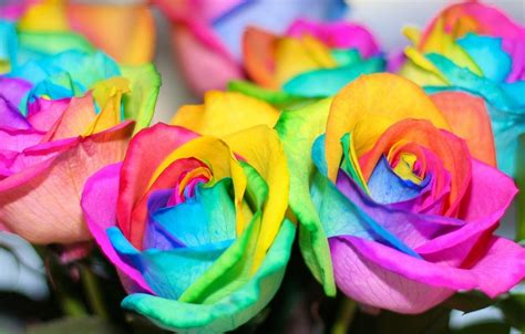 Rainbow Roses Wallpapers Wallpaper Cave