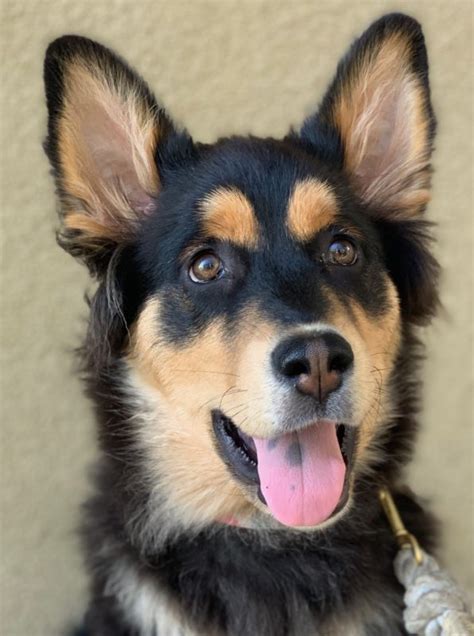 Dog Of The Day Mishka The Husky German Shepherd Mix The Dogs Of San