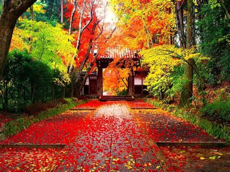Experiencing Autumn In Japan — Toki