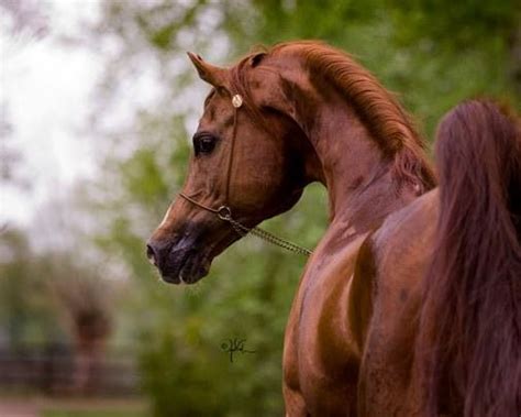 Maybe you would like to learn more about one of these? Padrons Psyche (With images) | Beautiful horses, Horses ...