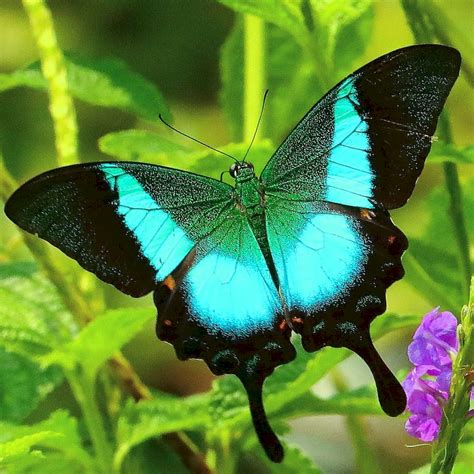 Самая Красивая Бабочка В Мире 35 фото Vip класса
