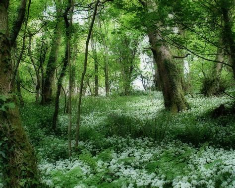 The forest green rovers chairman has said he could 'break new ground' by appointing the first female manager to work in english football's top four divisions. Green Forest Wallpaper - Green Wallpaper (20036573) - Fanpop
