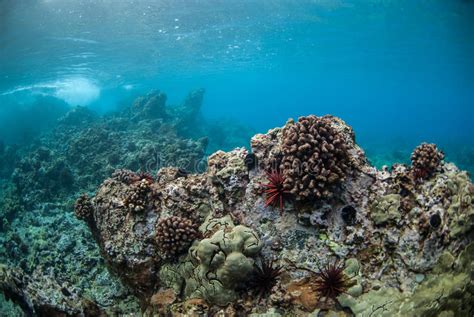Hawaii Coral Reef Stock Photo Image Of Animal Marine 9376024
