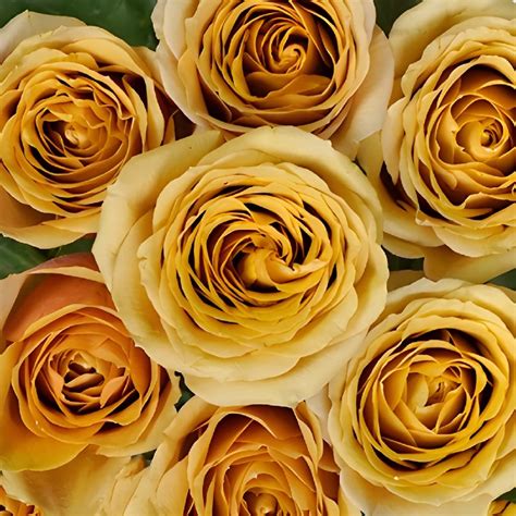 Wholesale Golden Mustard Garden Rose ᐉ Bulk Golden Mustard Garden R