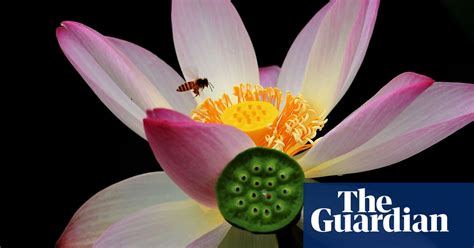 Lotus Flower Season In China Reaches Full Bloom In Pictures Life