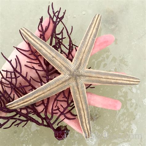Florida Gulf Lined Starfish With Purple Sea Whip Florida Gulf Lined