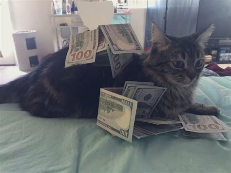 Kyaa Chimera Sex Goddess 🖤 On Twitter Rt Rich Cat For Good Luck