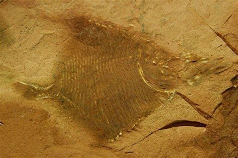Fishing In Permian Seas A Fossil Fish Donation From Blackwater