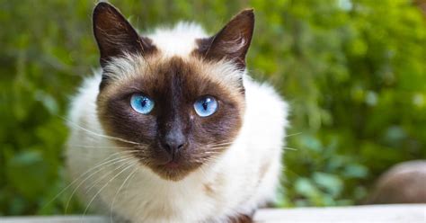 50 Elegant Korean Cat Names For Your New Kitten