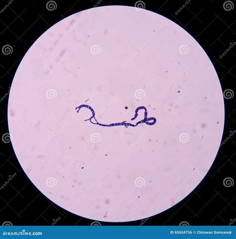 Gram Positive Cocci Stock Photo Image Of Biology Bacteriology 65634756