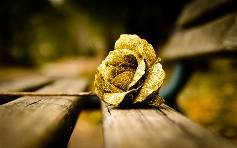 Flower Gold Rose Mood Wallpaper 1680x1050 22880