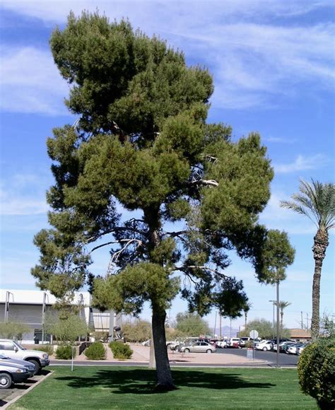 Pinus Halepensis Aleppo Pine Non Native Evergreen Tree Not For