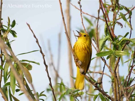Yellow Warbler Indiana Audubon