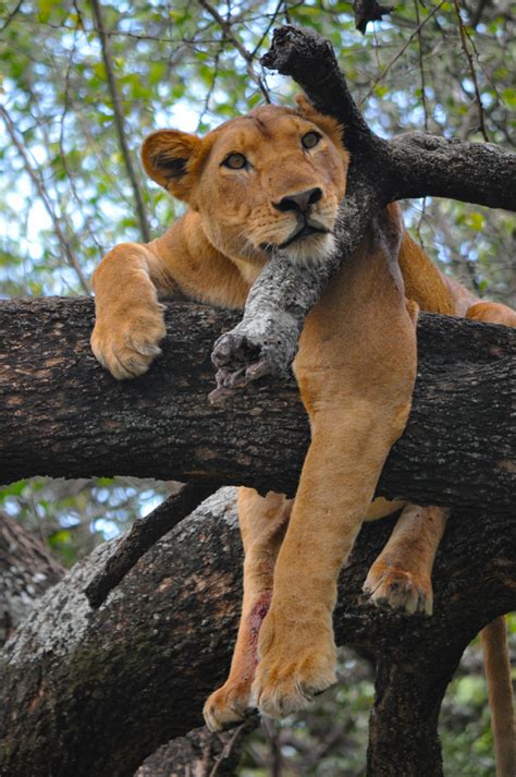 The Lion Lying On The Tree Resting Stock Photo Free Download