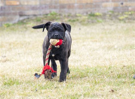 Playful Cane Corso Puppy Cane Corso Puppies For Sale Puppies