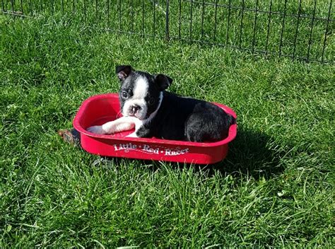 Kelly ann is romping around with her littermates. Wind Hill Puppies - AKC Boston Terriers in Illinois