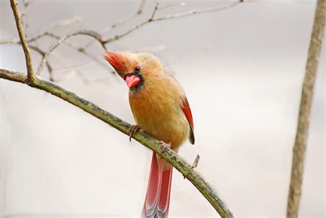 Bird Sounds And Calls Of The Northern Cardinal The Old Farmers Almanac