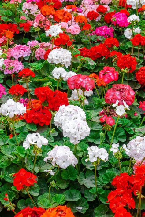 How To Keep Geraniums Blooming 3 Secrets To Big Blooms All Summer
