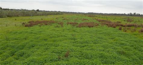 Pasture Legumes And Grasses For Saline Land In Western Australia