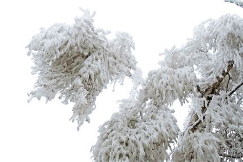 Gambar Cabang Salju Musim Dingin Embun Beku Es Cuaca Pohon
