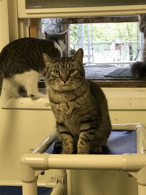 I Work At My Local Cat Shelter And This Is The Face That Pat Makes