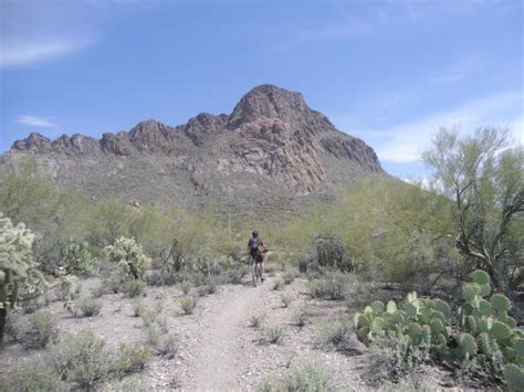 Tucson Mountain Park Mountain Bike Trail In Tucson Arizona