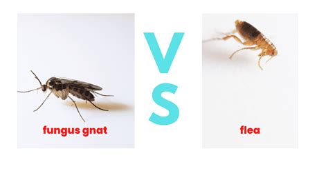 Gnats Vs Fleas Comparison Key Differences Explained