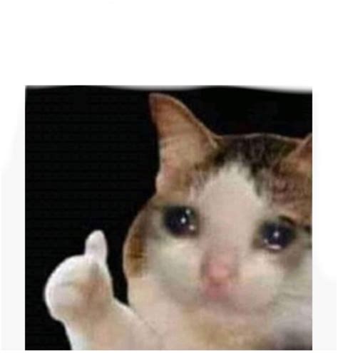 Crying Cat Blank Template Imgflip