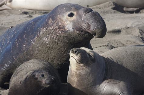Maybe you would like to learn more about one of these? This Has To Be The Laziest Elephant Seal Of All Time ...