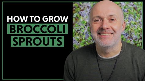How To Make Your Own Broccoli Sprouts How To Grow Broccoli Sprouts