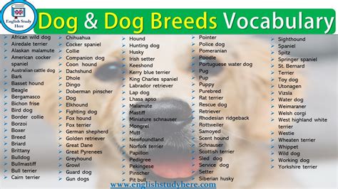 dog  dog breeds vocabulary english study