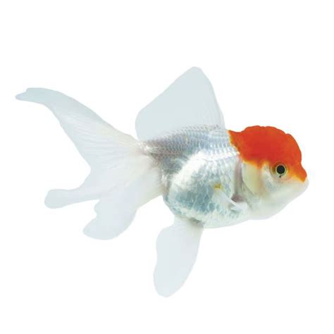 Red Cap Oranda Goldfish For Sale Large Petco